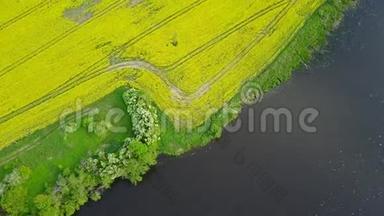 油菜田黄绿湖鸟瞰乡村，无人机顶景黄绿拉脱维亚